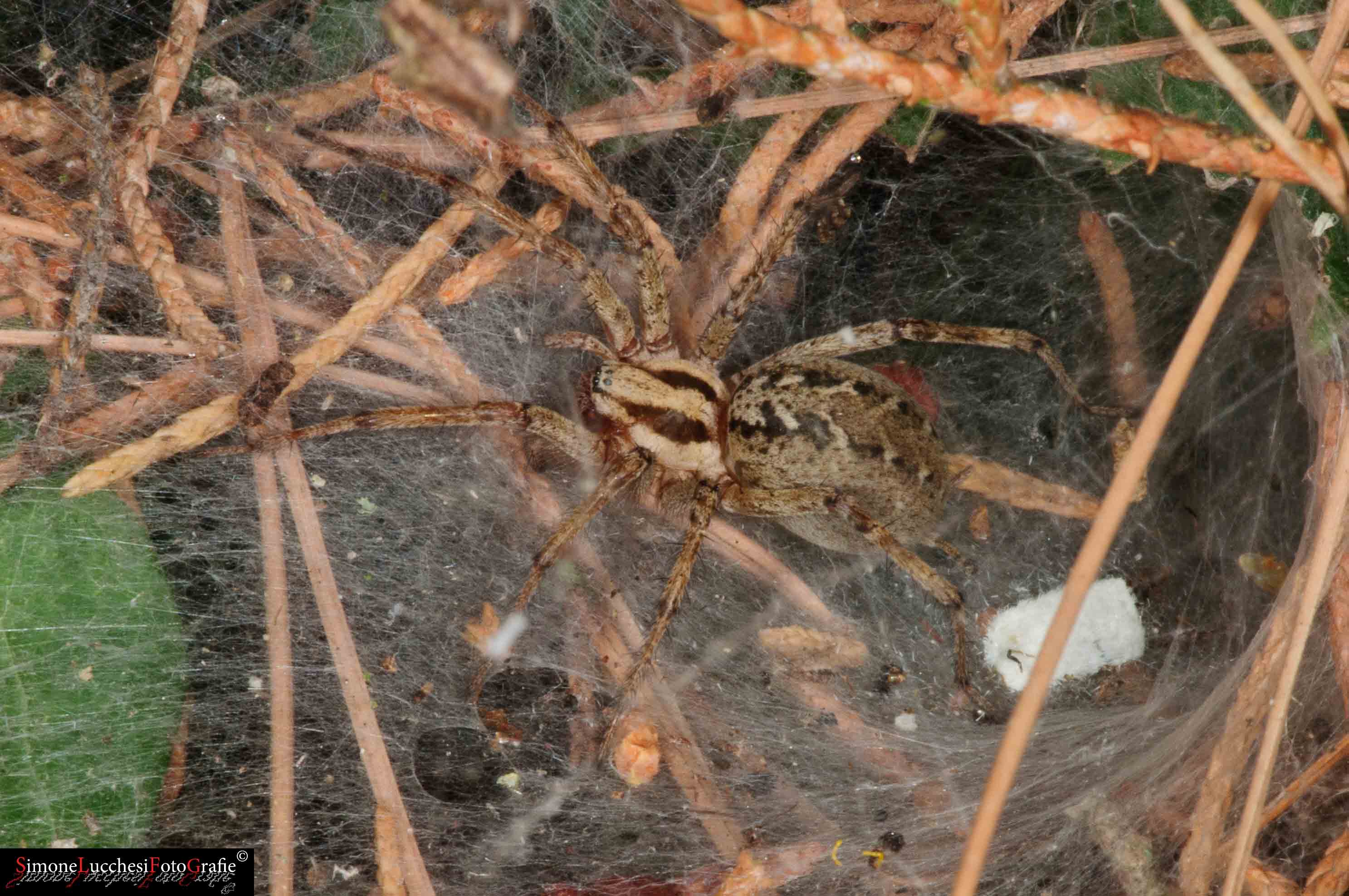 Agelena labyrinthica